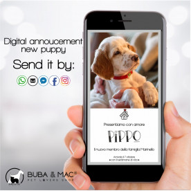 Annuncio Digitale per WhatsApp nuovo cucciolo mod. grigio