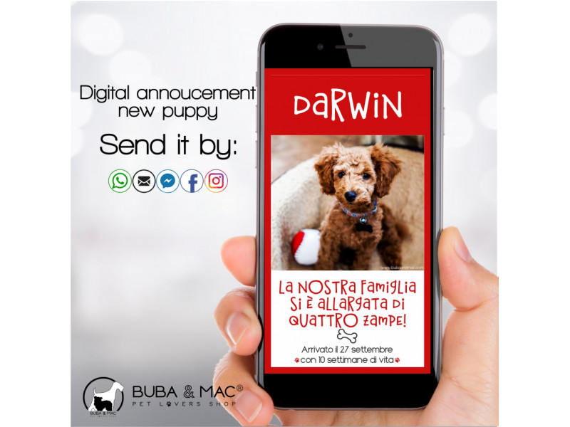 Annuncio Digitale per WhatsApp nuovo cucciolo mod. darwin