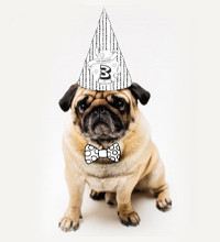 Milestones and birthdays | Buba and Mac The pet lovers shop
