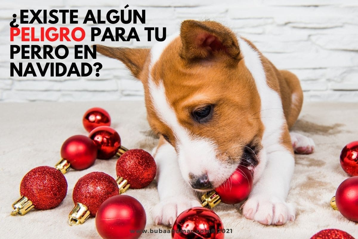 Existe algún peligro para tu perro en Navidad?